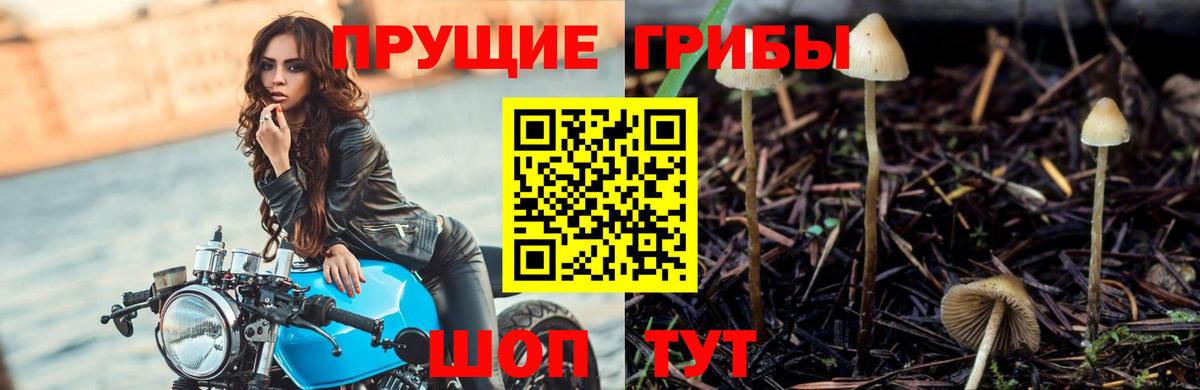 Псилоцибиновые грибы MAGIC MUSHROOMS  Вход с VPN  Каменск-Уральский 